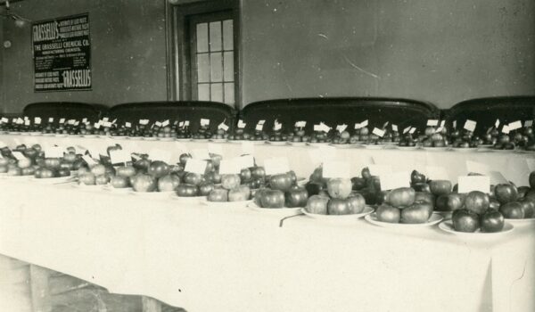A display table of apple varieties, likely at a fair. Photograph by William S. Teator, from the personal collection of Sarah K. Hermans.