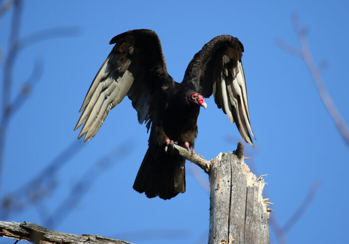 TurkeyVulture(1)